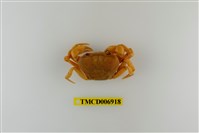 藏品(南澳澤蟹)的圖片